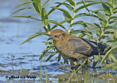 20120924 521 Rusty Blackbird.jpg
