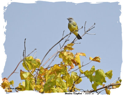 20150928 367Western Kingbird.jpg