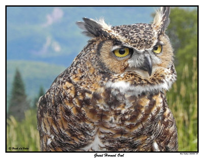 20150830 149 Great Horned Owl.jpg
