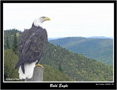 20150830 085 Bald Eagle.jpg