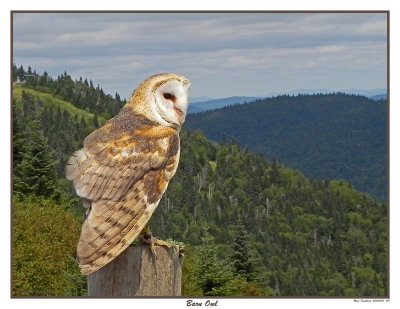 20150830 107 Barn Owl.jpg
