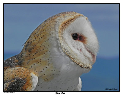 20150830 115 Barn Owl.jpg