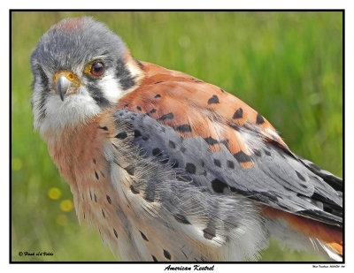 20150830 066 American Kestrel.jpg