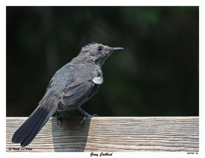 20150904 146 Gray Catbird.jpg