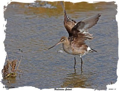 20151020 611 Hudsonian Godwit.jpg