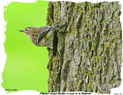 20151016-2 045 SERIES - A Yellow-rumped Warbler (a want-to-be Nuthatch) .jpg