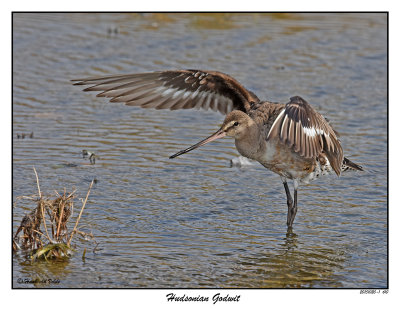 20151020 610 SERIES - Hudsonian Godwit.jpg