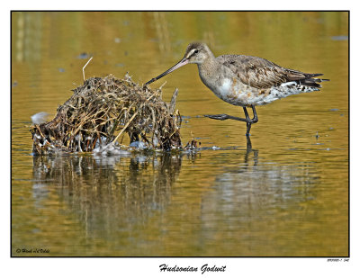 20151020 342 Hudsonian Godwit.jpg