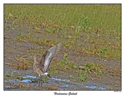20151022 536 Hudsonian Godwit.jpg