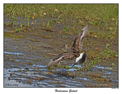 20151022 532 Hudsonian Godwit.jpg