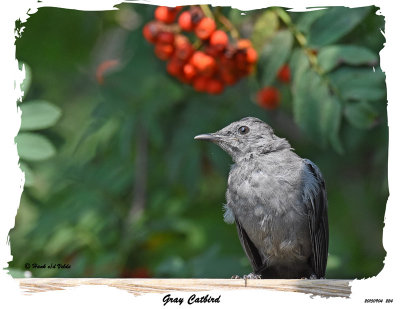 20150904 224 Gray Catbird.jpg