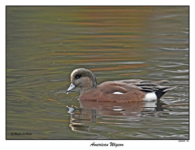 20151031 110 American Wigeon.jpg