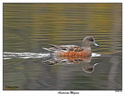 20151031 216 American Wigeon.jpg