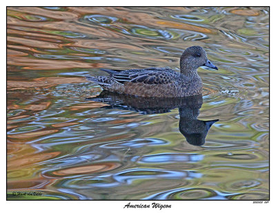 20151103 049 American Wigeon.jpg