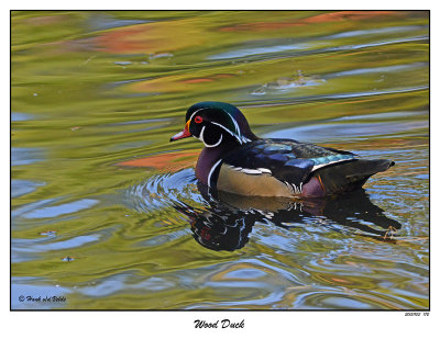 20151103 172 SERIES - Wood Duck.jpg