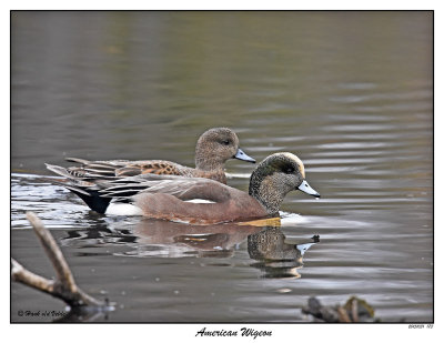 20151031 173 American Wigeon2.jpg