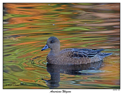 20151103 063 American Wigeon.jpg