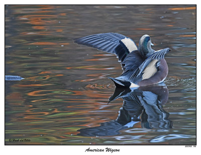 20151105 1116 American Wigeon r1r1.jpg