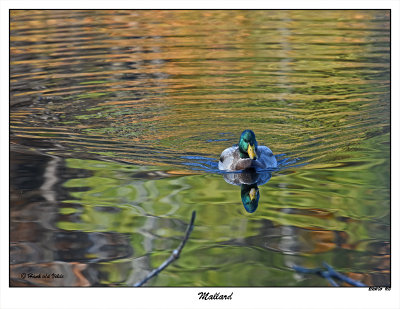 20151105 903 Mallard3.jpg