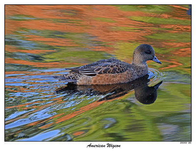 20151103 264 American Wigeon.jpg
