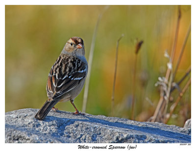 20151109 252 White-crowned Sparrow (juv(.jpg