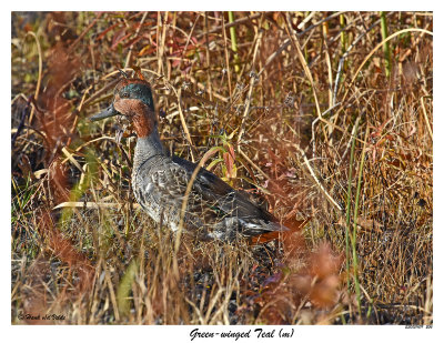 20151109 206 Green-winged Teal (m).jpg
