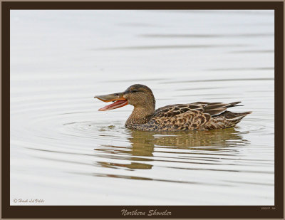 20151111 166 Northern Shoveler2 r1.jpg