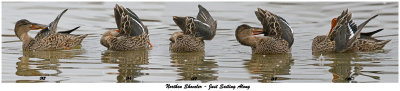 20151111 013 016 017 018 018 025 Northern Shoveler.jpg