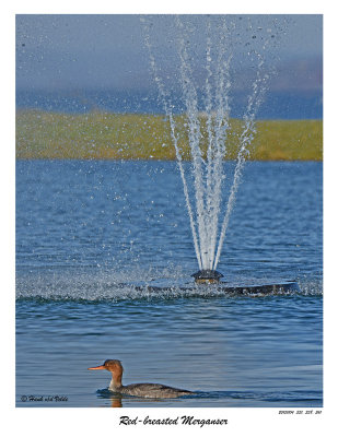 20151104 351 358 361 Red-breasted Merganser r1.jpg