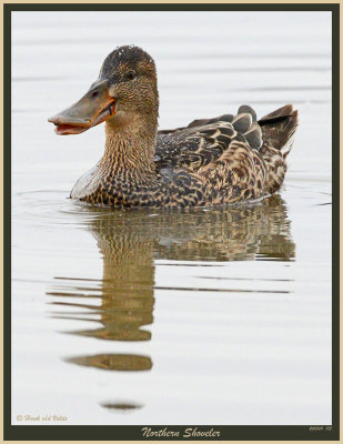 20151111 173 Northern Shoveler.jpg