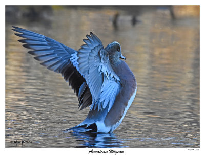 20151116 352 American Wigeon.jpg