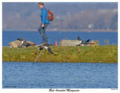 20151104 368 Red-breasted Merganser.jpg