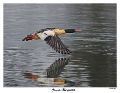 20151125 270 Common Merganser.jpg