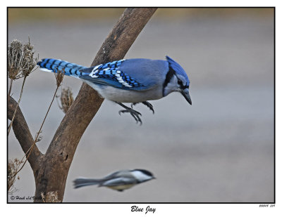 20151118 339 Blue Jay and Friend.jpg