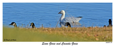 20151128 091 Snow Goose and Canada Geese.jpg