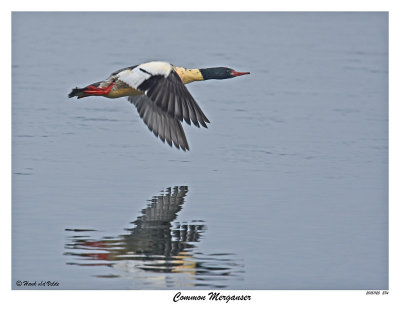 20151125 274 Common Merganser.jpg