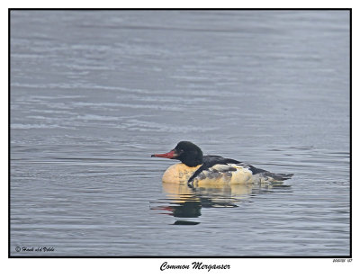 20151125 157 SERIES - Common Merganser.jpg