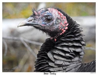 20151127 021 Wild Turkey.jpg