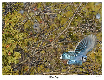 20151118 170 Blue Jay2.jpg