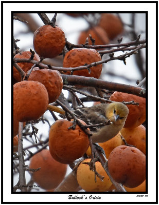 20151207 009 SERIES - Bullock's Oriole.jpg