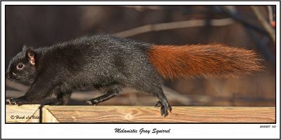 20151207 143 SERIES - Melanistic Eastern Gray Squirrel.jpg