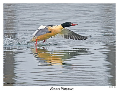20151125 256 Common Merganser.jpg