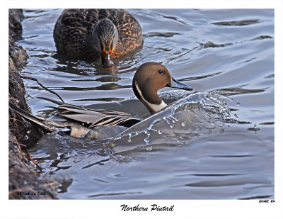 20151212 204 Northern Pintail.jpg