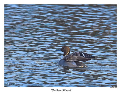 20151212 059 Northern Pintail5.jpg