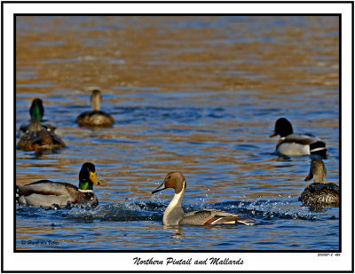 20151211-2 424 Northern Pintail and Mallards3.jpg