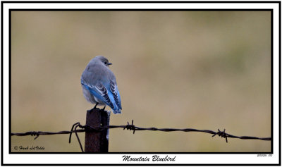 20151216 010 Mountain Bluebird.jpg