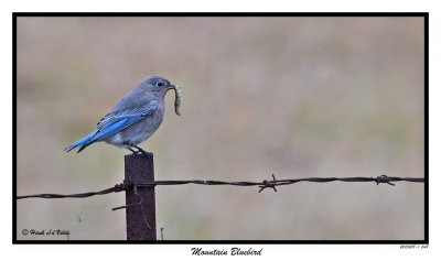 20151218 048 Mountain Bluebird.jpg
