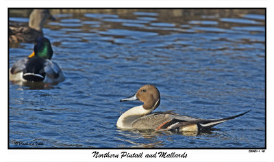 20151211-1 061 Northern Pintail and Mallards.jpg