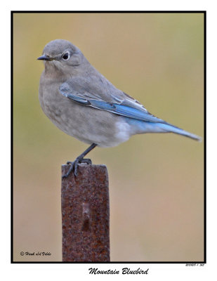 20151218 563 Mountain Bluebird.jpg
