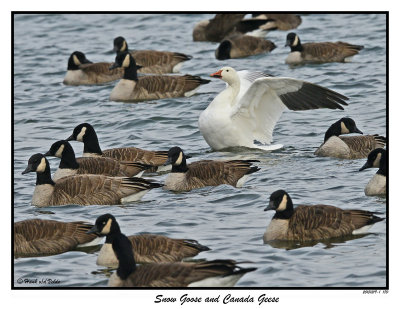 20151219-1 180 SERIES - Snow Goose and Canada Geese.jpg